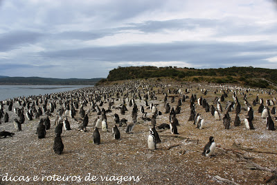Pinguinera Isla Martillo
